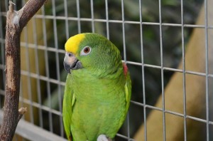 Parrot In A Cage