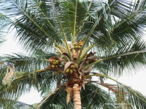 Coconut Tree