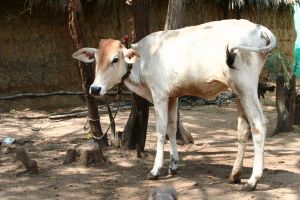 Cow Tied to pole