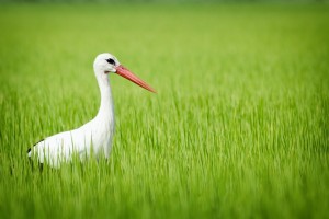 Stork in Rice Field