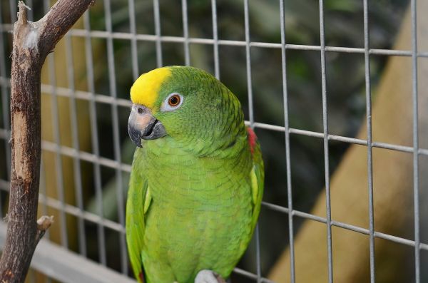 Parrot In A Cage