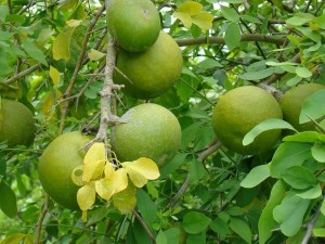 Bael or Bilva fruit